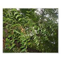 Neem Baum Azadirachta Indica Fotografischer Druck