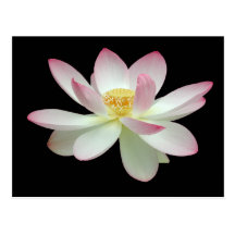 Nelumbo nucifera postkarten