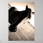Nettes Pferd Posterdrucke