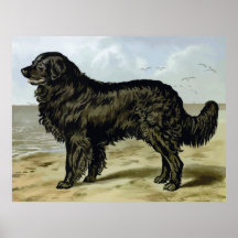 Neufundland, hochwertiges Hundezeichnen Poster
