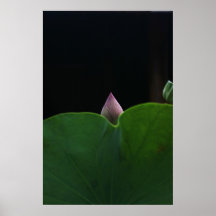 Neugeborenes Lotus Posterdrucke
