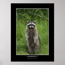 "NEUGIER" Waschbär-Foto-Plakate