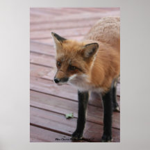 Neugieriges Fox-Foto Plakatdrucke