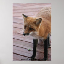 Neugieriges Fox-Foto Posterdrucke