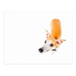 Neugieriges whippet postkarte
