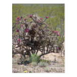 New Mexiko Cholla in der Blüte Postkarten