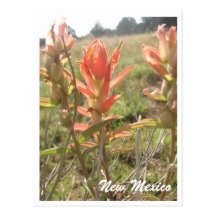 New-Mexiko Wildblumen Postkarten