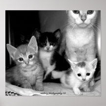 Nichtpassenfamilie der Katzen Plakatdrucke