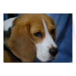 Niedliche Beagle-Gruß-Karten karten