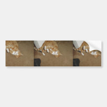 Niedliche Katze, die auf dem Teppich spielt Auto Sticker
