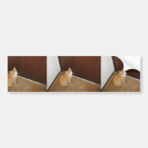 Niedliche Katze nahe der Tür auf dem Teppich Auto Sticker