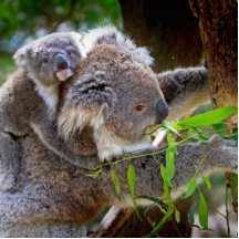 Niedliche Koala Foto Figur