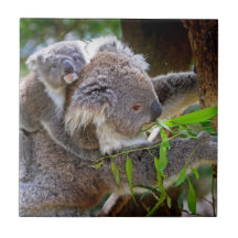 Niedliche Koala Keramikfliese