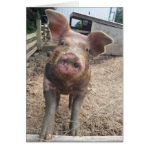 niedliche lustige schlammige Schweinkarte