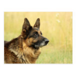 Niedliche Schäferhund-Postkarte postkarten