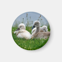 Niedliche Schwan-Babys - Magnet Kühlschrankmagnet