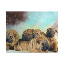 Niedliche Shar pei Welpen Gespannte Galerie Drucke