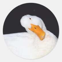 Niedliche, weiße Enten-Aufkleber