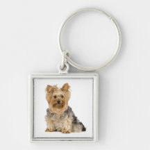 Niedliche Yorkshire-Terrier-Welpen-Hundeschlüsselk Schlüsselanhänger