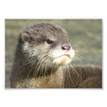Niedlicher Baby-Otter Fotografischer Druck