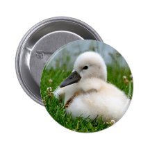 Niedlicher Baby-Schwan - Knopf Button