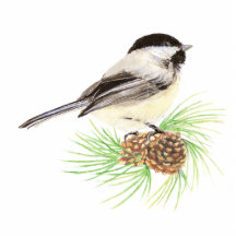 Niedlicher Chickadee-Vogel, Natur, wild lebende Ti Foto Ausschnitt