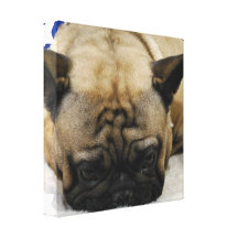 Niedlicher französische Bulldoggen-Leinwand-Druck Gespannte Galerie Drucke