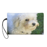Niedlicher kleiner weißer HundeWristlet