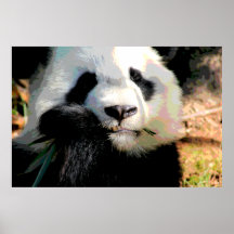 Niedlicher Panda-Bärn-Druck Plakatdruck