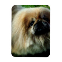 Niedlicher Pekingese flexibler Magnet