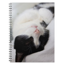Niedlicher Schlafenkatze Tomcat-Gesichtsbonbon notizbücher