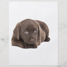 Niedlicher Schokoladen-Labrador-Welpe Flyerdruck