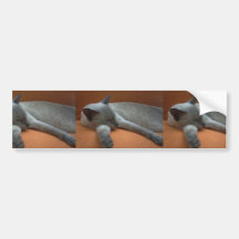 Niedlicher weißer und grauer Aquiles Katzen-Schlaf Auto Sticker