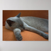 Niedlicher weißer und grauer Aquiles Katzen-Schlaf Poster