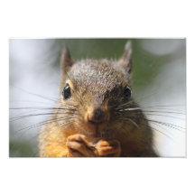 Niedliches Eichhörnchen-lächelndes Foto