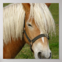 Niedliches Palomino-Pony-Plakat