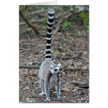 Niedliches Ring-Angebundenes Lemur-Foto Grußkarten