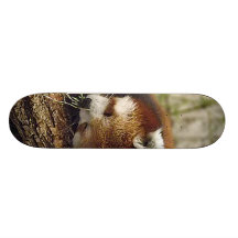 Niedliches Schlafenroter Panda mit Nahrung in sein Skateboardbrett