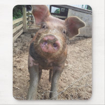 niedliches, schlammiges schmutziges Schwein mousep