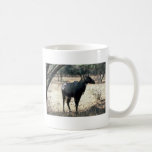 Nilgai, blauer Stier Haferl
