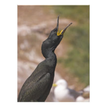 Noppe-lange Necked Vogel-Einladung