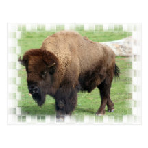 Nordamerikanische Bison-Postkarte