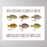 Nordamerikanischer FrischwasserSunfish Plakat