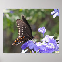 Nordamerikanischer Tiger-Frack-Schmetterling Plakat