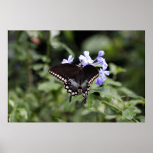 Nordamerikanisches Tiger-Frack-Natur-Plakat
