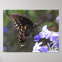Nordamerikanisches Tiger-Frack-Schmetterlings-Plak Plakat