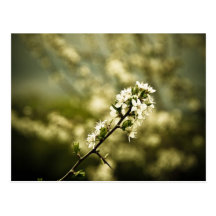 NordCotswold Blüte Postkarten