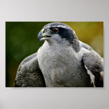 Nordhühnerhabicht Plakate