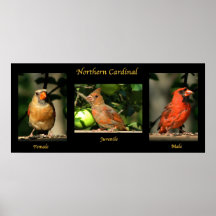 NordKardinals-Familie Posterdruck