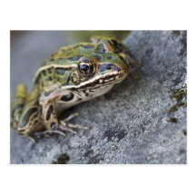 Nordleopardfrosch, Sehen-durch Insel, Postkarte
